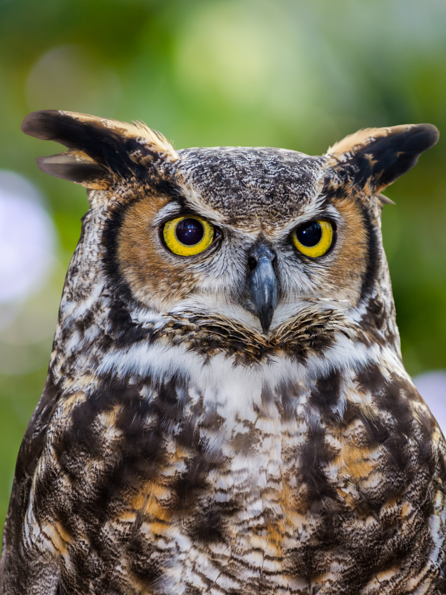 A close-up portrait of a Great Horned Owl is set against a blurred green background.