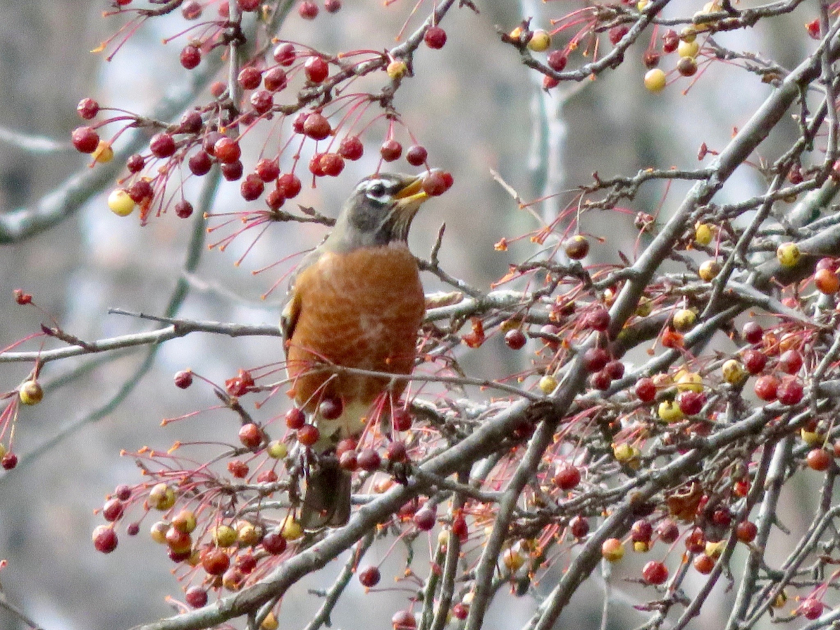 An American robin.