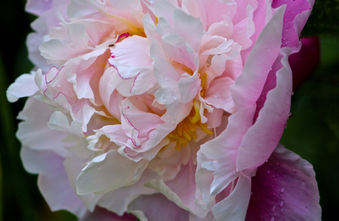 Pink flower