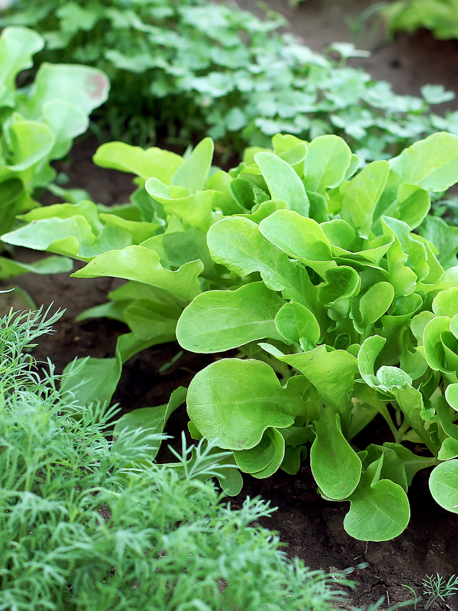 green plants in a garden row