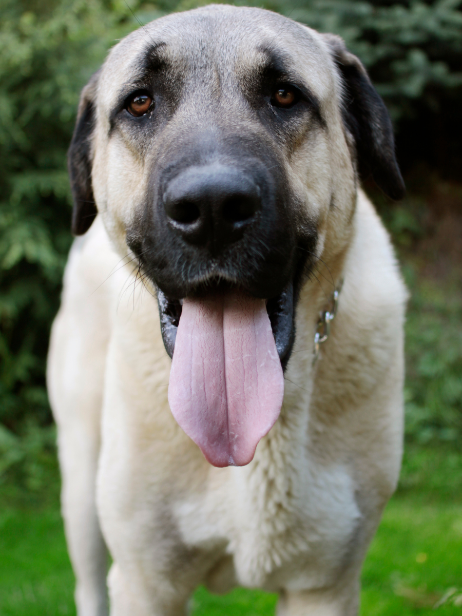 Anatolian shepherd, a large tan dog with black ears and snout, the dog's tongue is hanging out of his mouth.