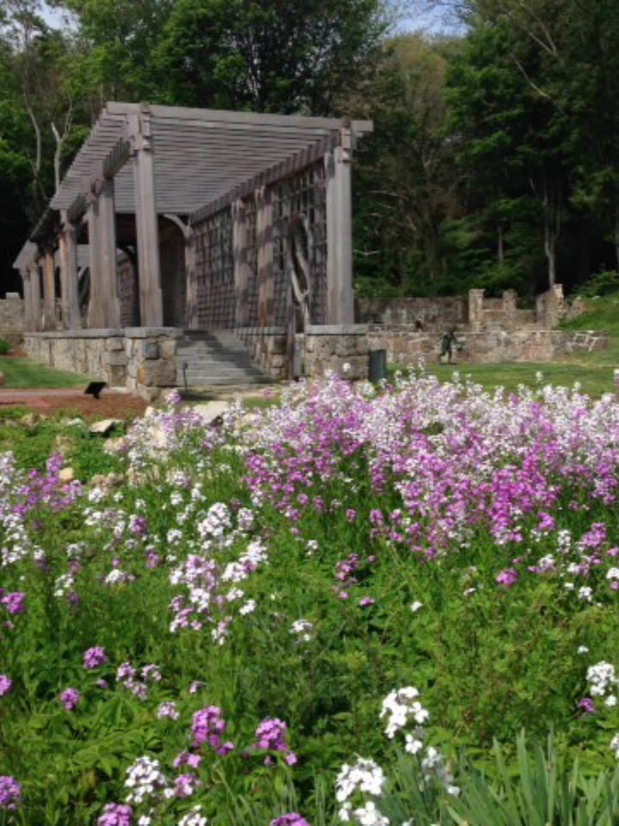 purple and white flowers in foreground, Queset Garden stage in background