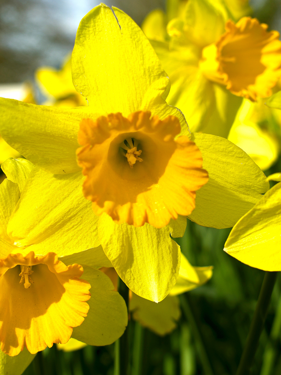 close up of daffodils