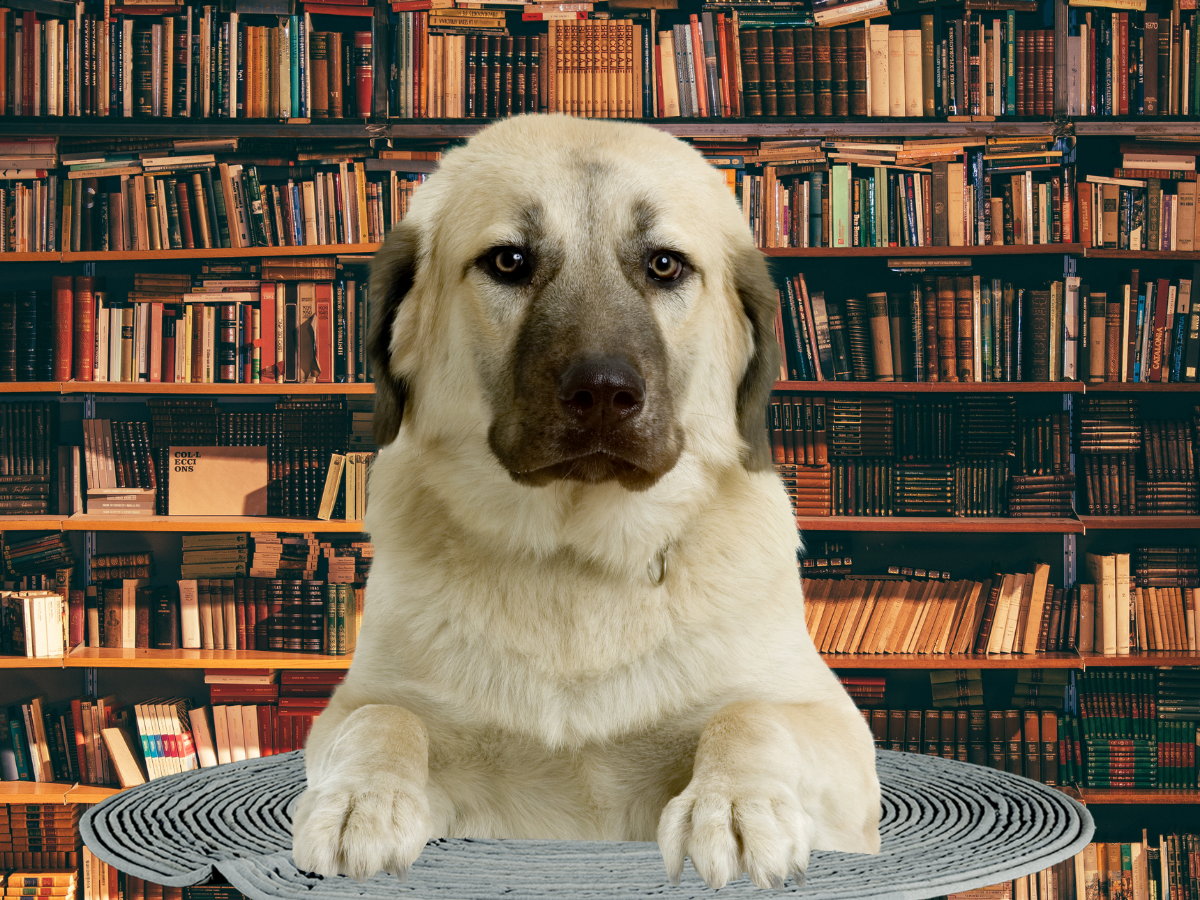 Anatolian Shepherd dog on rug in front of bookshelves.